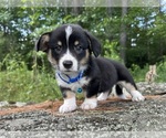 Small Photo #77 Pembroke Welsh Corgi Puppy For Sale in PERKINSVILLE, VT, USA