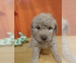 Small Photo #1 Goldendoodle (Miniature) Puppy For Sale in NORTH LIBERTY, IN, USA