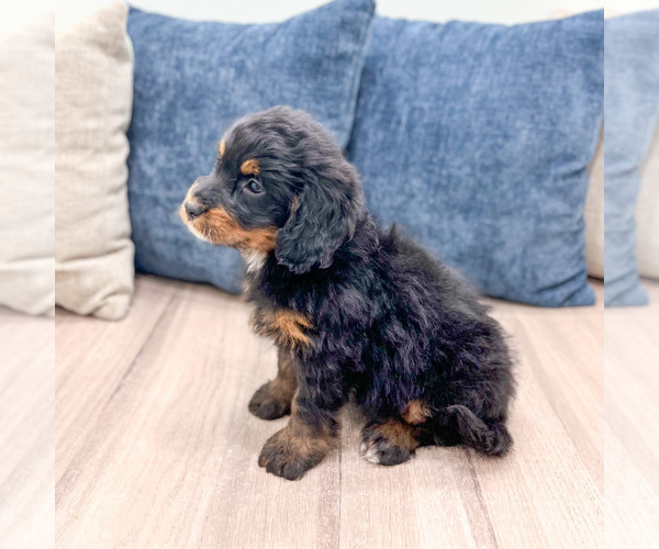 Medium Photo #3 Bernedoodle (Miniature) Puppy For Sale in DUNDEE, OH, USA