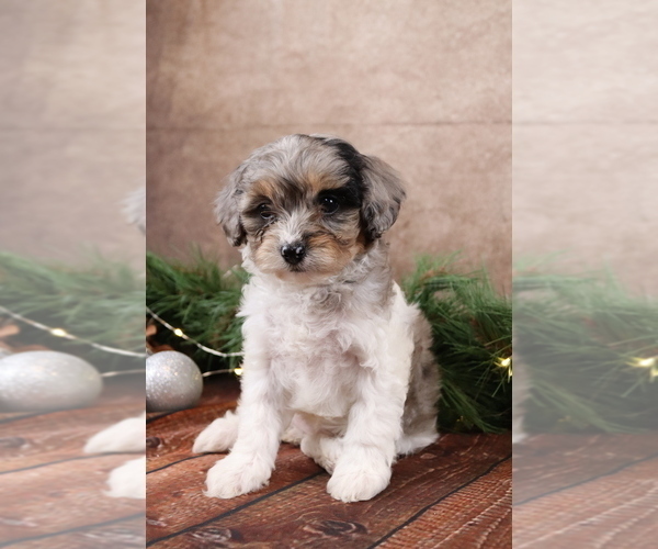 Medium Photo #9 Cavapoo (Toy) Puppy For Sale in WEST SALEM, OH, USA