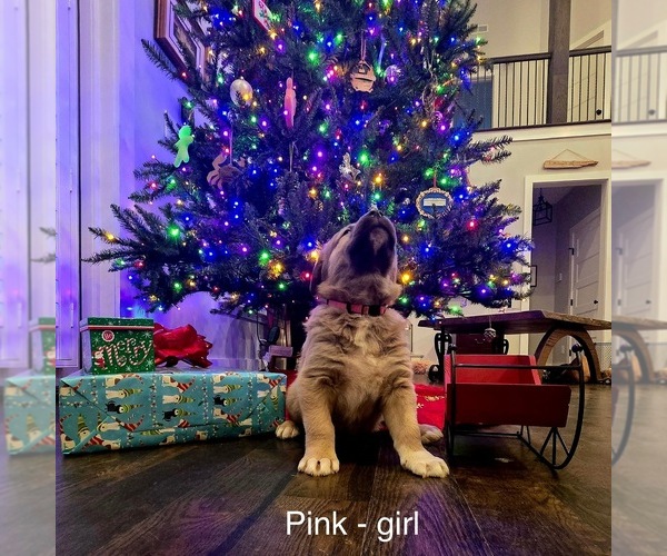 Medium Photo #5 Anatolian Shepherd Puppy For Sale in GERMANTON, NC, USA