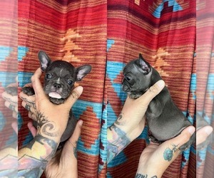 French Bulldog Puppy for sale in KENLY, NC, USA