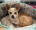 Small #1 Chihuahua