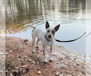 Mutt Dogs for adoption in Mooresville, NC, USA
