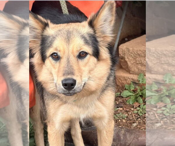 Medium Photo #1 Mutt Puppy For Sale in Columbus, IN, USA