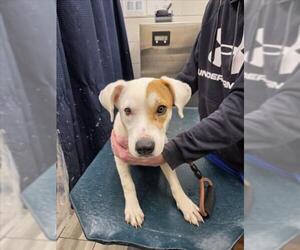 Labrador Retriever-Unknown Mix Dogs for adoption in Mobile, AL, USA