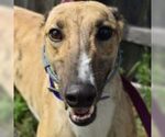 Small Greyhound