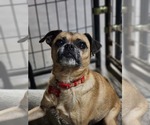 Heyy Nova - Female Pug-Unknown Mix Dog for Adoption - Small photo