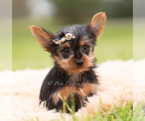 Medium Photo #94 Yorkshire Terrier Puppy For Sale in WARSAW, IN, USA