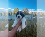 Puppy Gray Karakachan-Saint Bernard Mix