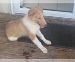 Small Photo #8 Collie Puppy For Sale in WILMINGTON, NC, USA
