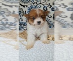 Small #1 Pomeranian-Poodle (Toy) Mix