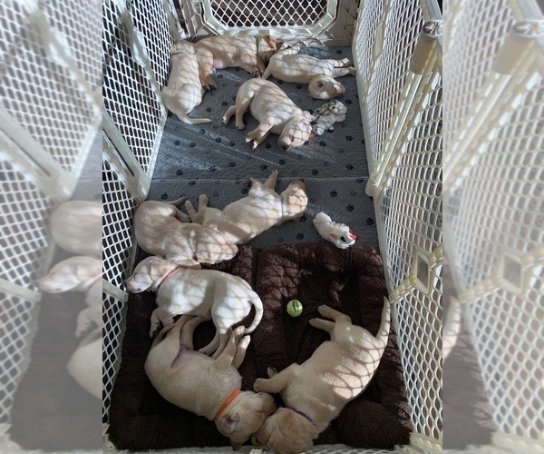 Medium Photo #2 Labrador Retriever Puppy For Sale in NEWBERG, OR, USA