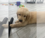 Small #4 Golden Retriever