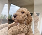 Small Photo #13 Poodle (Standard) Puppy For Sale in BAKERSFIELD, CA, USA