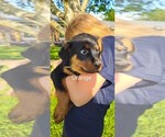Small Photo #21 Rottweiler Puppy For Sale in PELHAM, GA, USA