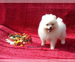 Small Photo #2 Pomeranian Puppy For Sale in PALM BCH GDNS, FL, USA