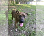Small #3 Bulldog Mix