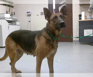 German Shepherd Dog Dogs for adoption in Fayetteville, NC, USA