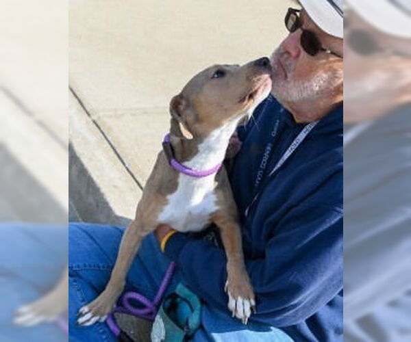 Medium Photo #3 Mutt Puppy For Sale in Glen Allen, VA, USA