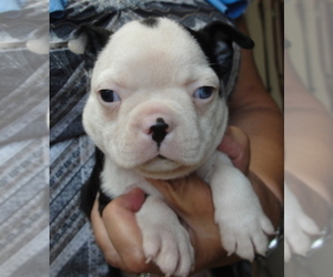 Boston Terrier Puppy for sale in WILSONVILLE, OR, USA