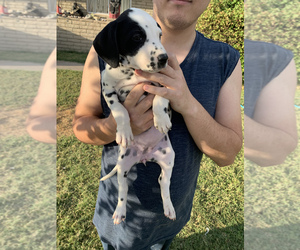 Dalmatian Puppy for sale in GLENDALE, AZ, USA