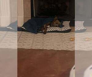 Baby Boy - Male Mutt Dog for Adoption - Photo #3