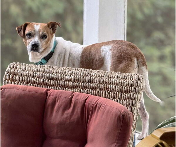 Medium Photo #5 Jack-A-Bee Puppy For Sale in Boonton, NJ, USA