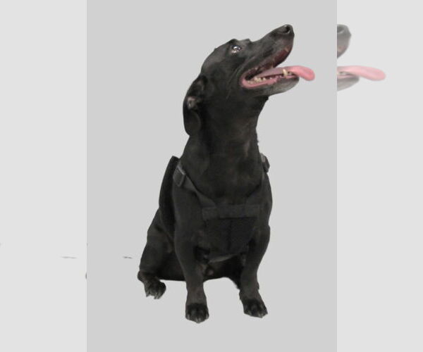 Medium Photo #4 Chiweenie Puppy For Sale in Conroe, TX, USA