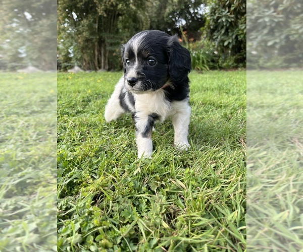 Medium Photo #2 Cavapoo Puppy For Sale in OLYMPIA, WA, USA
