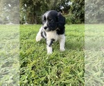 Small #1 Cavapoo