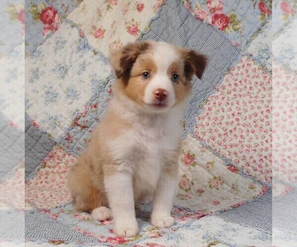 Medium Photo #5 Miniature Australian Shepherd Puppy For Sale in HARRISON, OH, USA