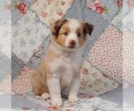 Small Photo #5 Miniature Australian Shepherd Puppy For Sale in HARRISON, OH, USA