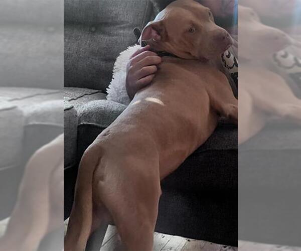 Medium Photo #1 American Pit Bull Terrier-Unknown Mix Puppy For Sale in San Antonio, TX, USA