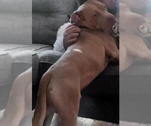 American Pit Bull Terrier-Unknown Mix Dogs for adoption in San Antonio, TX, USA