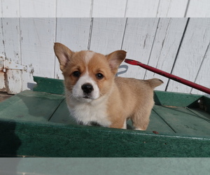 Pembroke Welsh Corgi Puppy for sale in MESKEGON, MI, USA