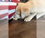 Small #14 Labrador Retriever
