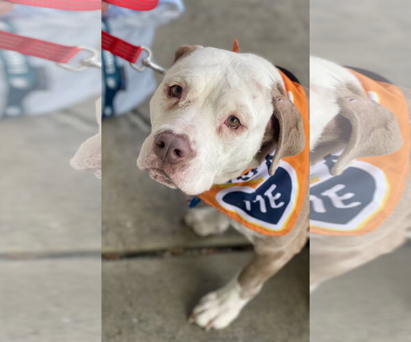 Medium Photo #6 Mutt Puppy For Sale in Mount Laurel, NJ, USA