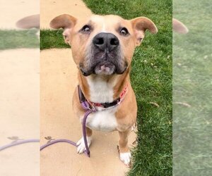 American Pit Bull Terrier Dogs for adoption in Woodland, CA, USA