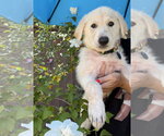 Small #2 German Shepherd Dog-Great Pyrenees Mix