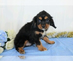 Cavalier King Charles Spaniel Puppy for sale in FREDERICKSBG, OH, USA