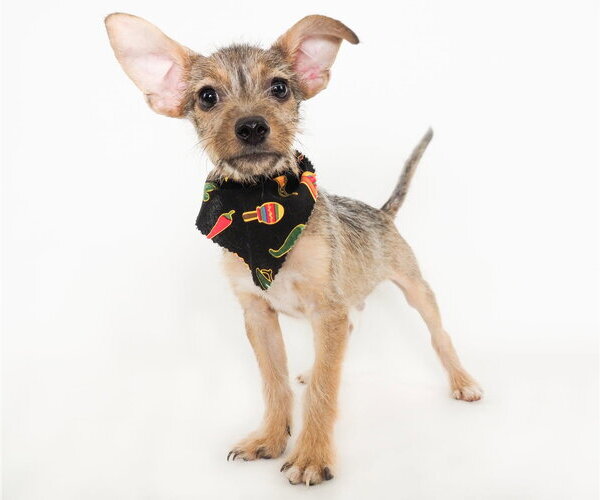 Medium Photo #4 Mutt Puppy For Sale in Phoenix, AZ, USA