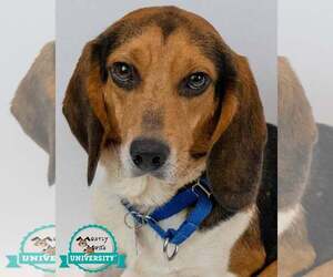 Beagle Dogs for adoption in Kennesaw, GA, USA