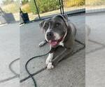 Small #1 Mutt