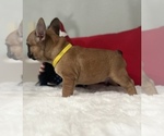 Small Photo #9 French Bulldog Puppy For Sale in ADELAIDE, WA, USA