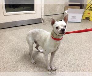 Chihuahua Dogs for adoption in Riverside, CA, USA