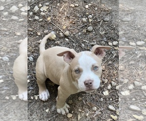 American Bully Puppy for sale in KNIGHTDALE, NC, USA