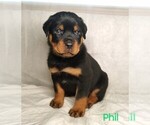 Puppy Phil Rottweiler