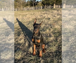 Medium Doberman Pinscher