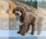 Puppy Orange collar Goldendoodle